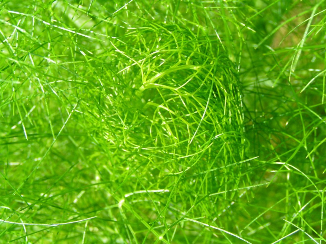 Living Network 2 (Peter Farkas Photo)