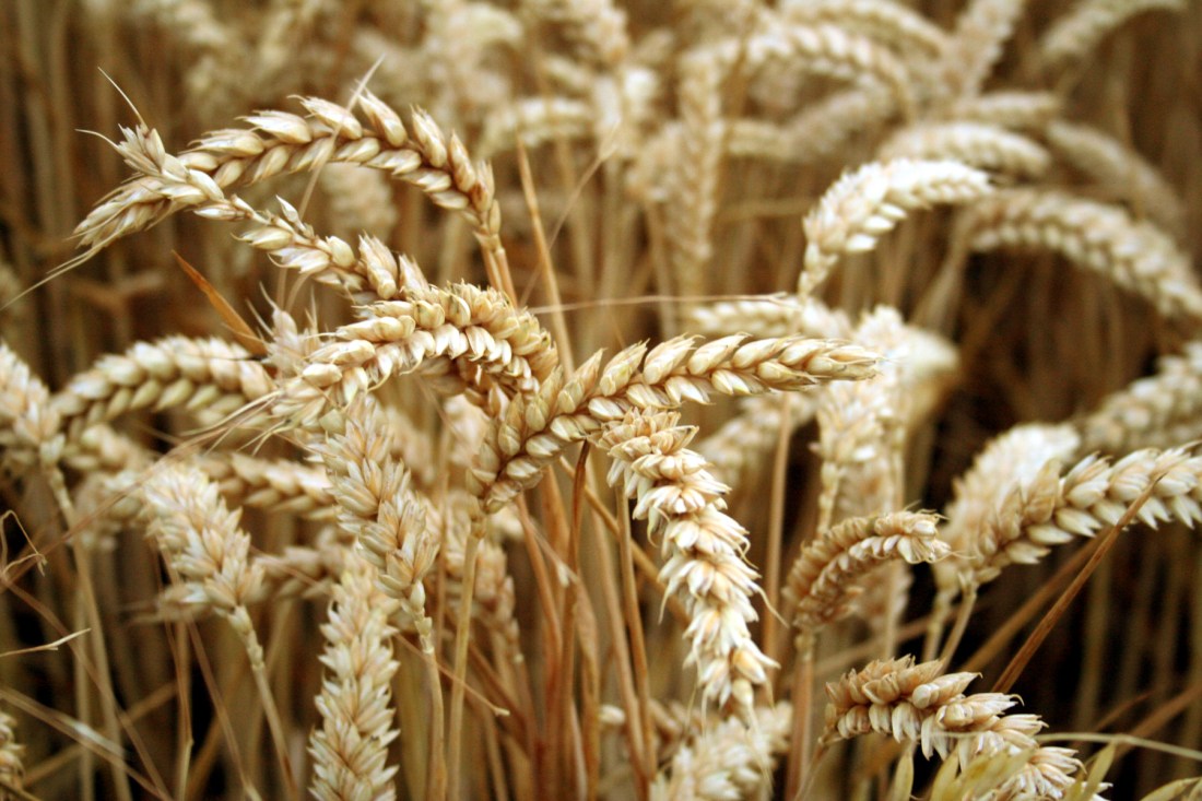 Photo of wheat by Jimmy Lemon
