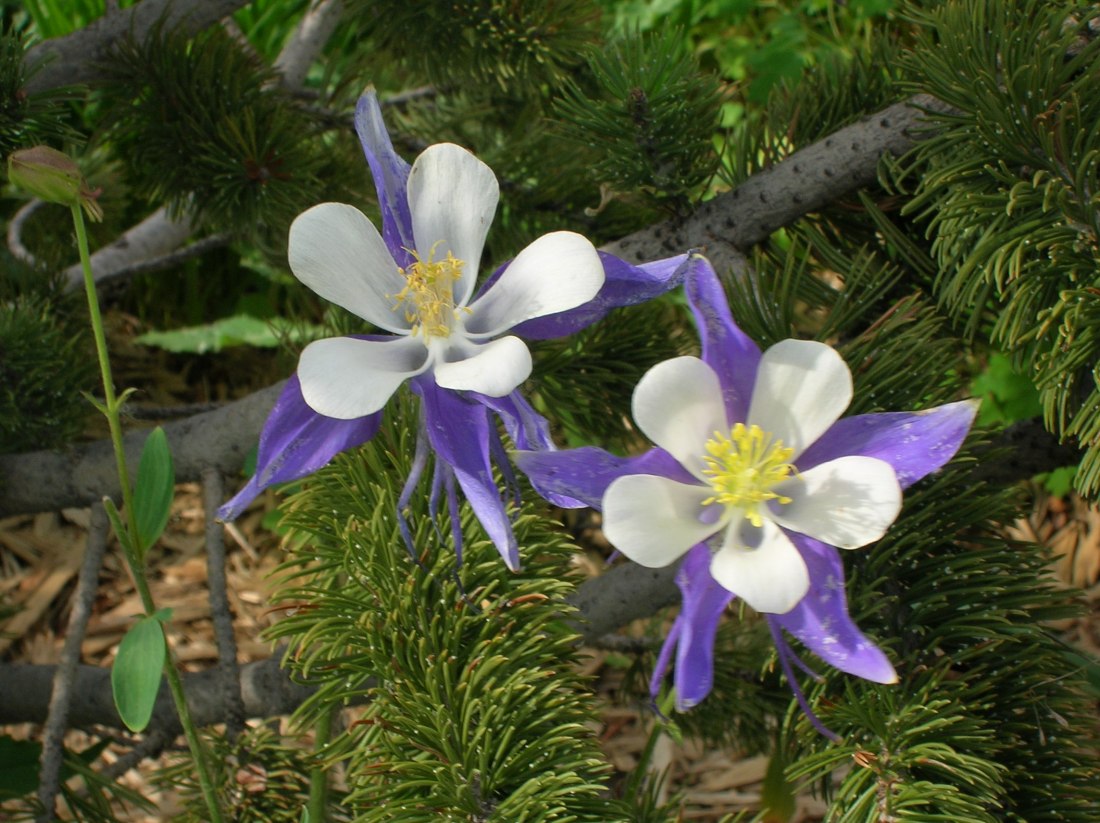 Two Columbine Flowers