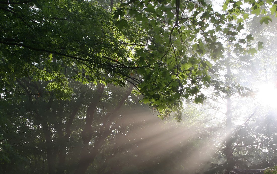 Rays of light in a forest